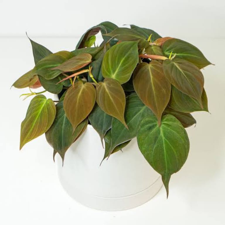 The Shining Plant - Image 3