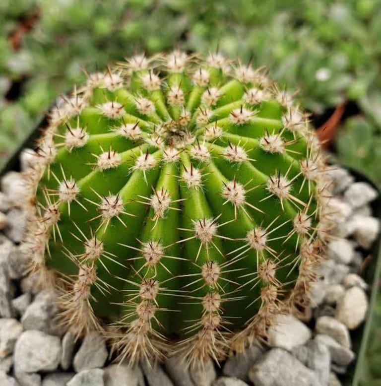 Midnight Fire Cactus - Image 3