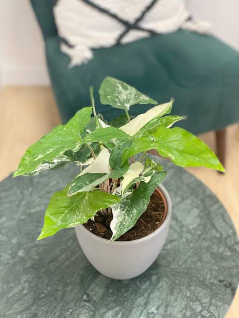 King Plant - Image 3