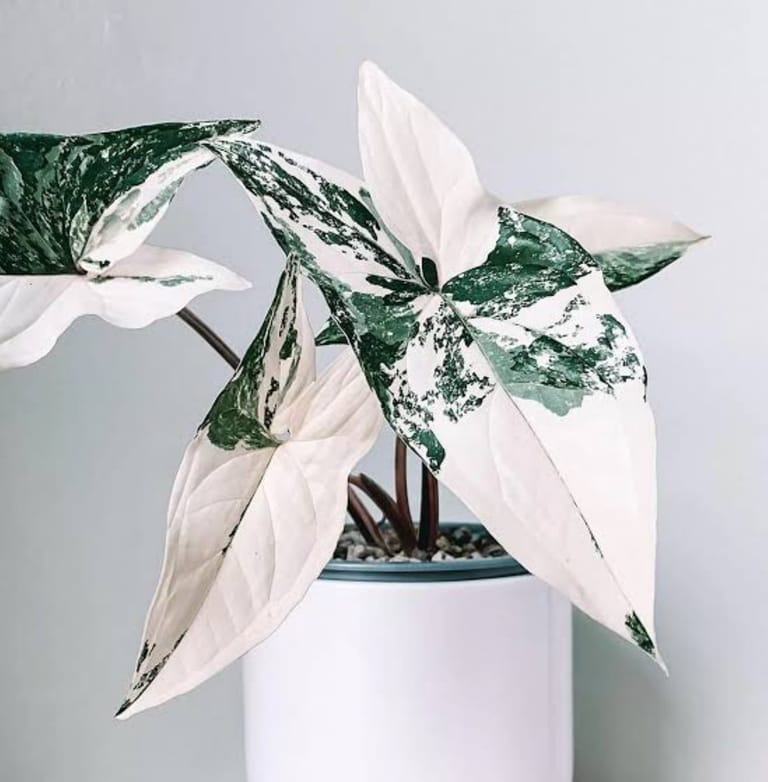 King Plant - Image 1