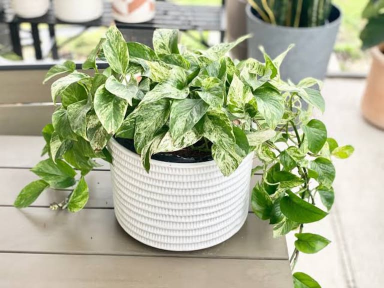 Marble Plant - Image 2