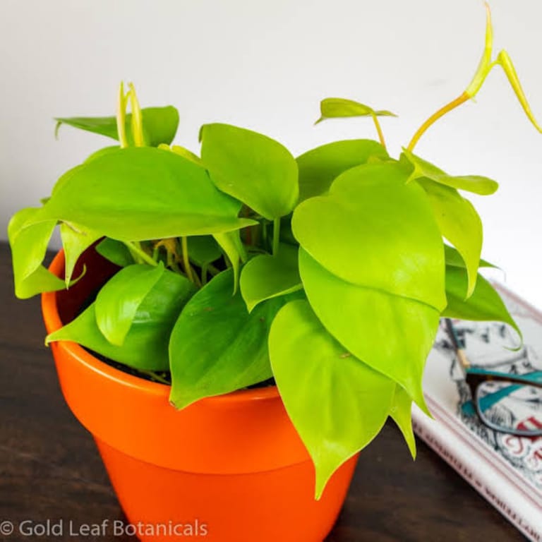 Love Plant - Image 2