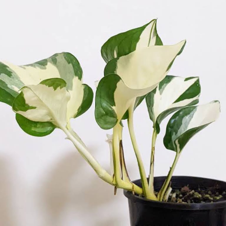 Friendship Plant - Image 2