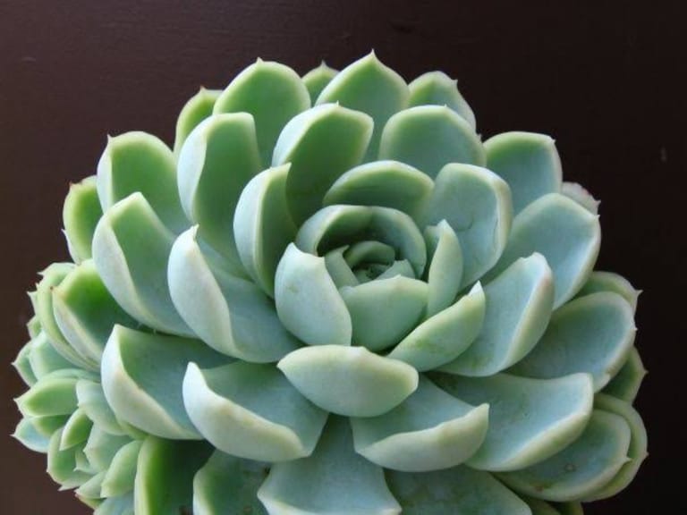 Desert Rose - Image 3