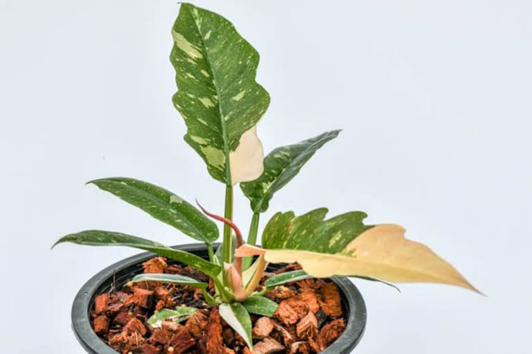 The Fire Plant - Image 1