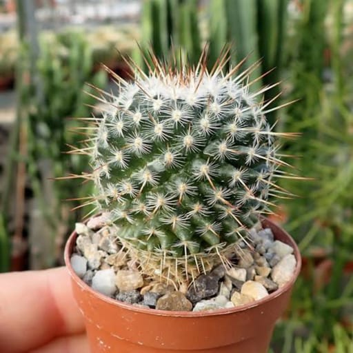 Spikey Puff Cactus