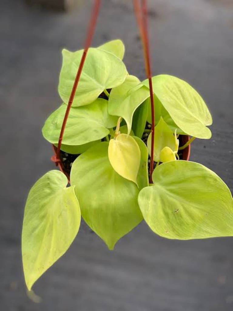 Love Plant - Image 3