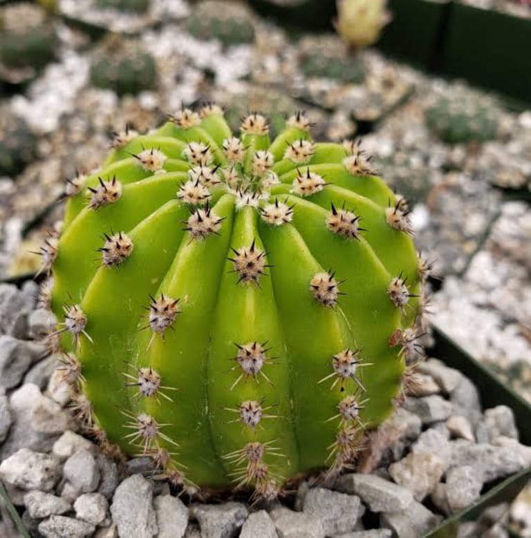 Midnight Fire Cactus - Image 2