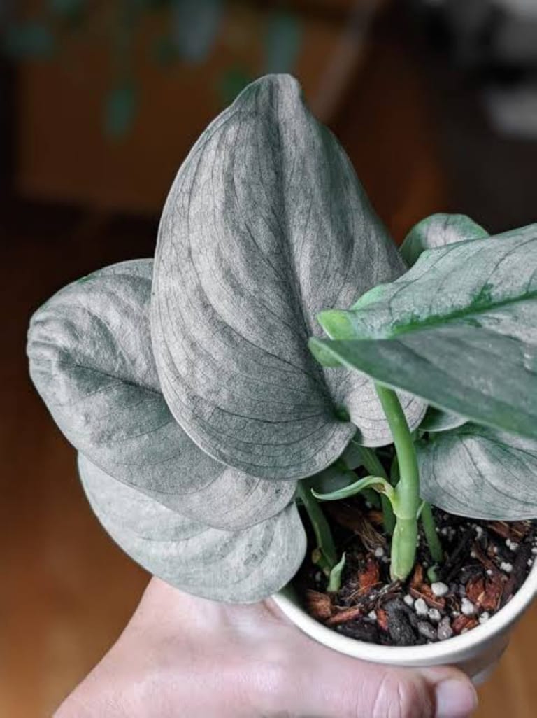 Congratulations Plant - Image 1