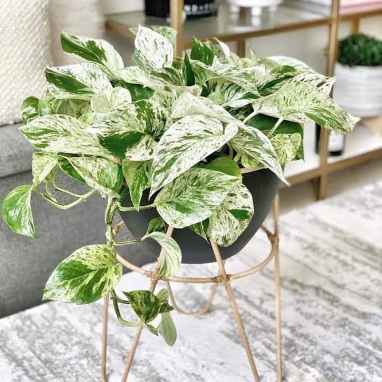 Marble Plant - Image 3