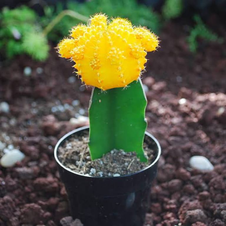 Lollipop Cactus - Image 3