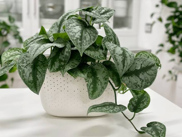 Thank You Plant - Image 1