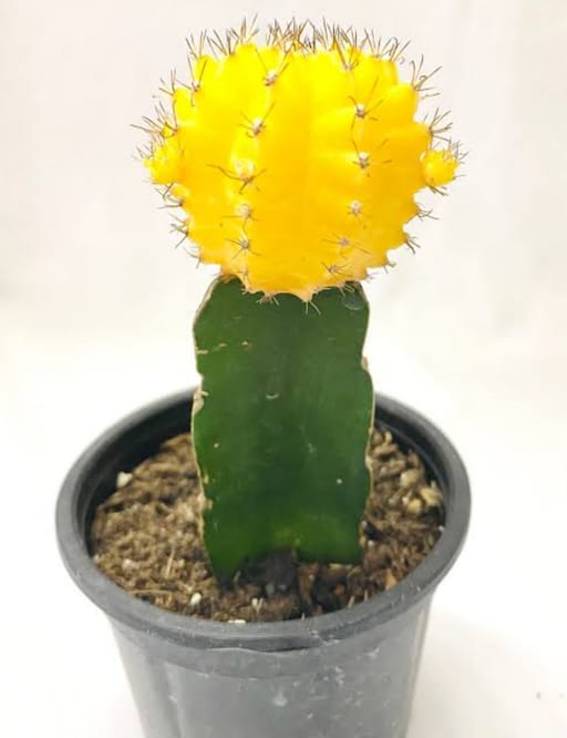 Lollipop Cactus