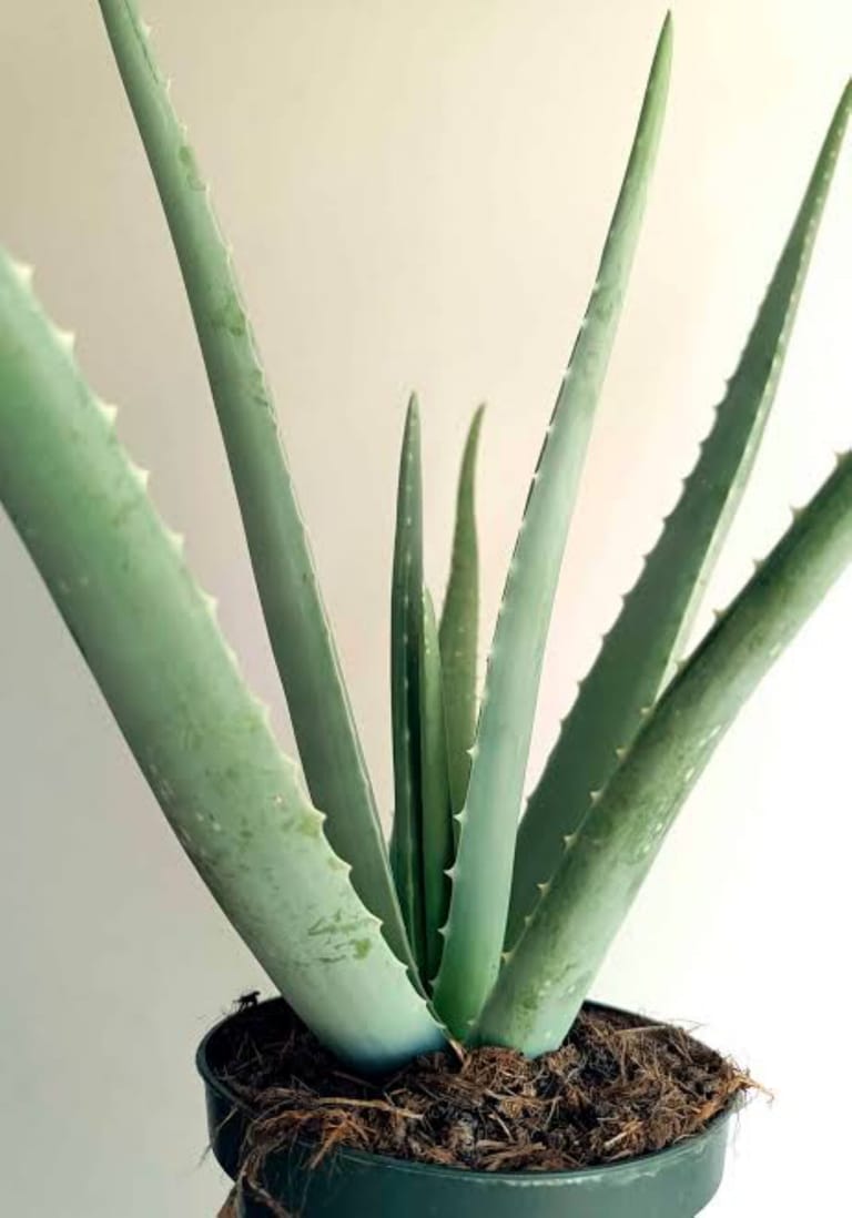 Aloe Vera - Image 3