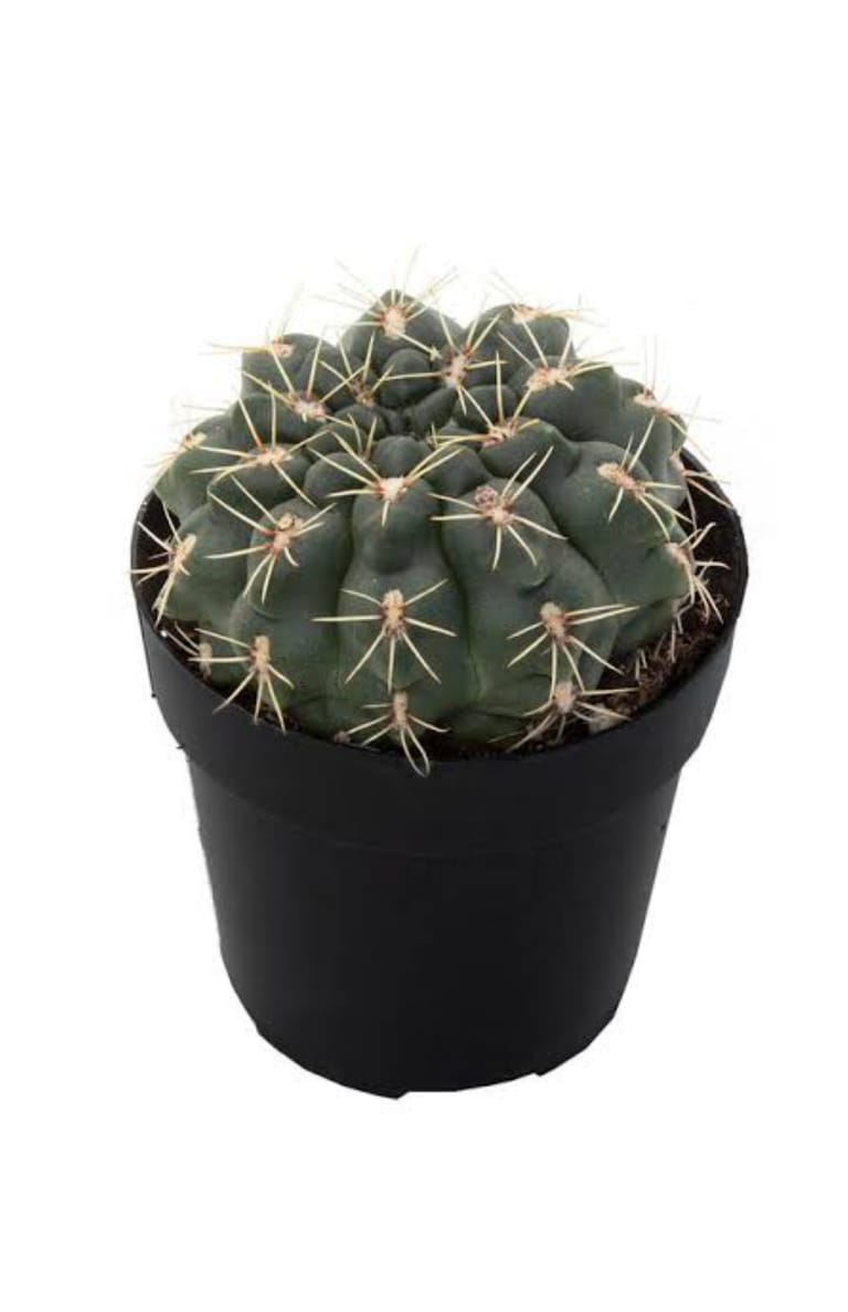 Cherry Dome Cactus - Image 2