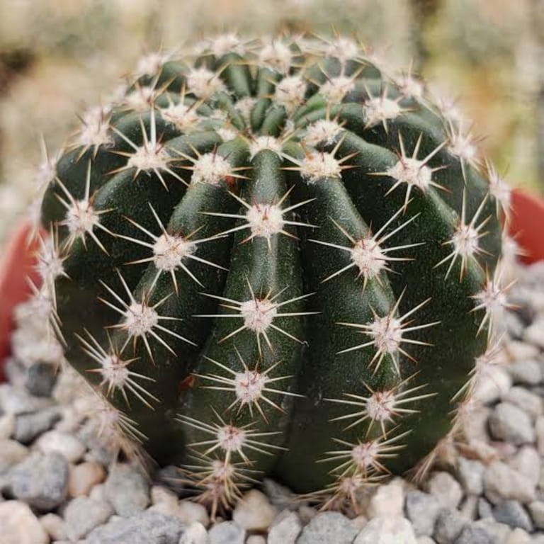 Midnight Fire Cactus - Image 1