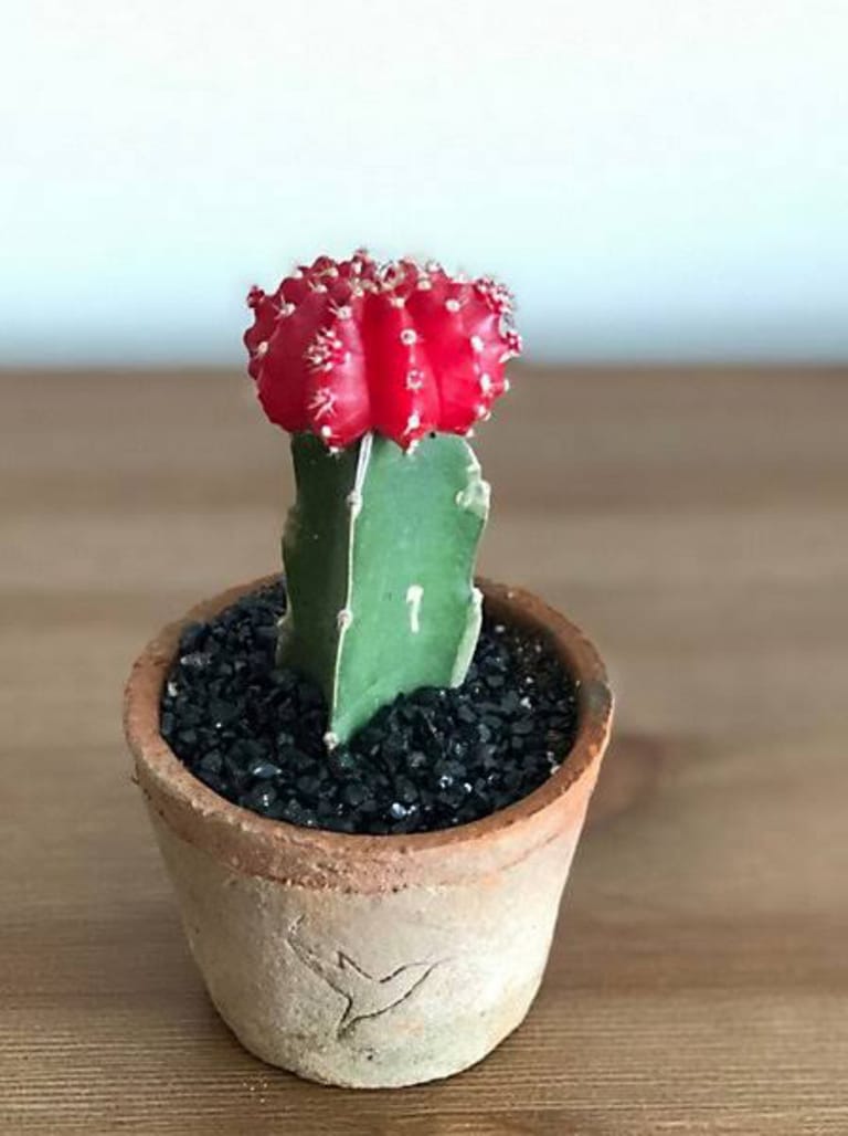 Lollipop Cactus - Image 6