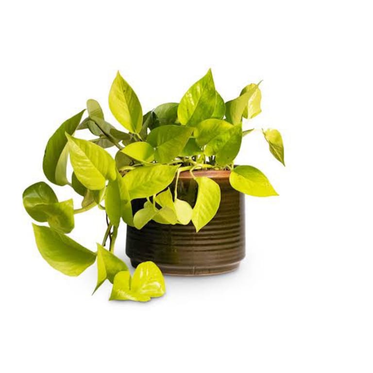 Sorry Plant - Image 2