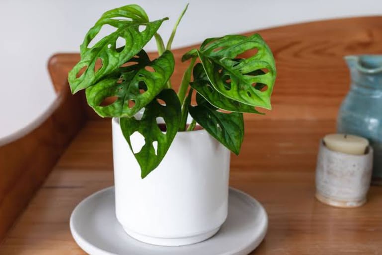 Miss You Plant - Image 2
