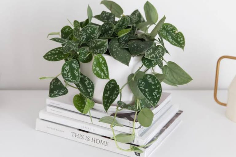 Thank You Plant - Image 2