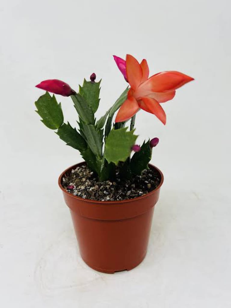 Jingle Bloom Cactus - Image 1