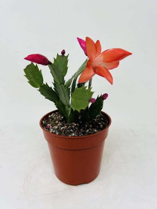 Jingle Bloom Cactus