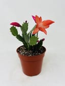 Photo 3428