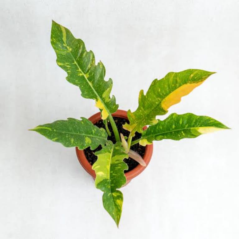 The Fire Plant - Image 3
