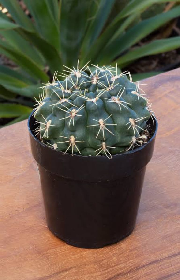 Cherry Dome Cactus - Image 1