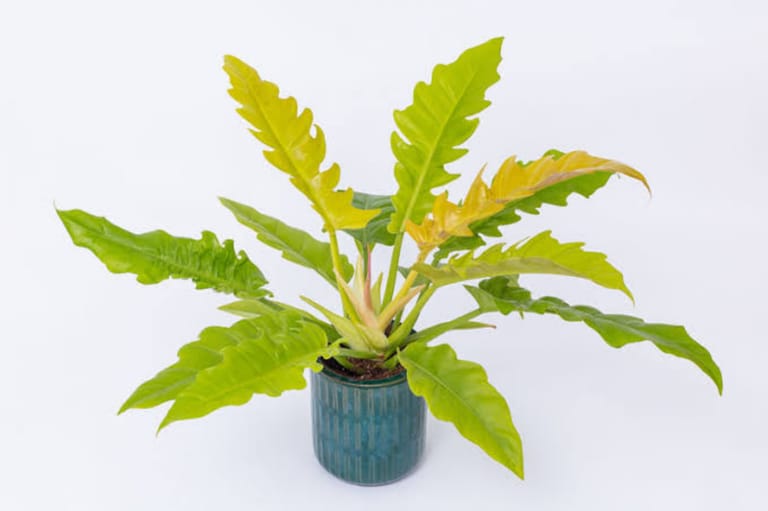 The Fire Plant - Image 2