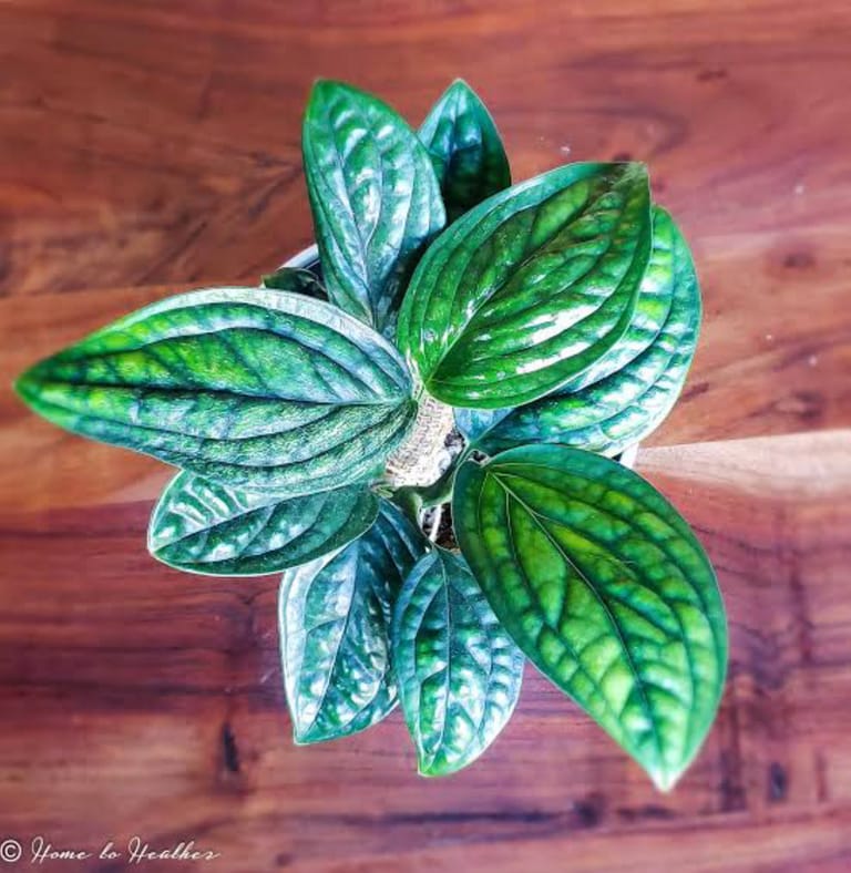 Anniversary Plant - Image 3