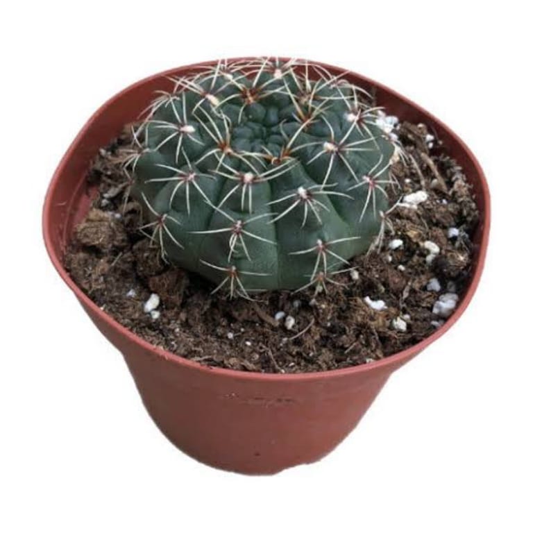 Cherry Dome Cactus - Image 3