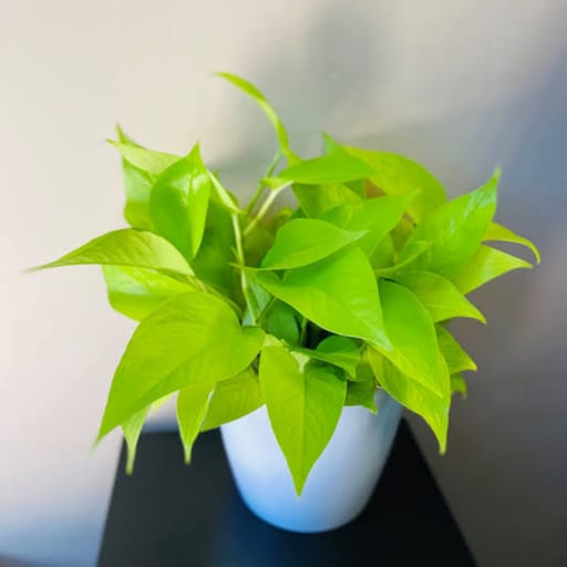 Sorry Plant