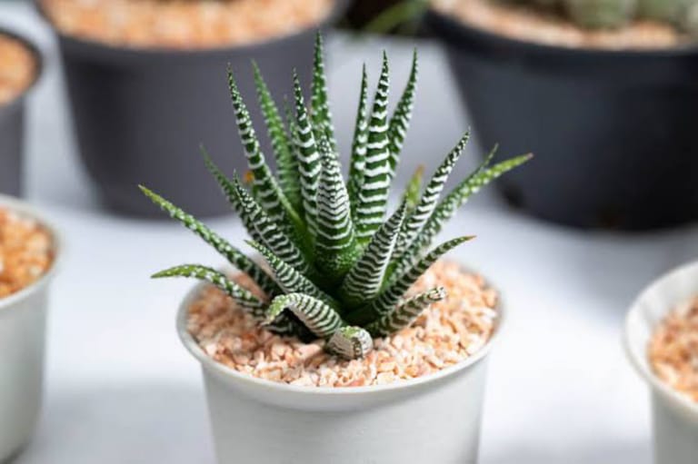 Stripey Plant - Image 3