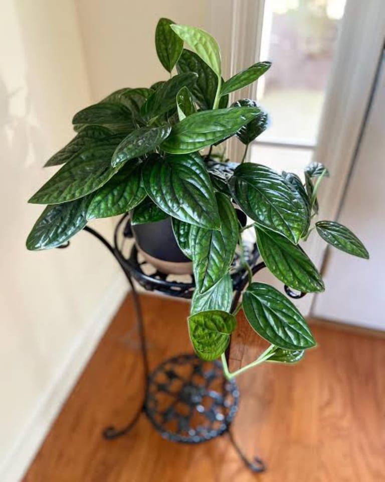 Anniversary Plant - Image 1