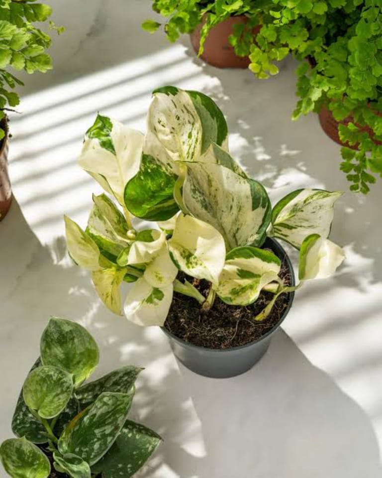 Friendship Plant - Image 3