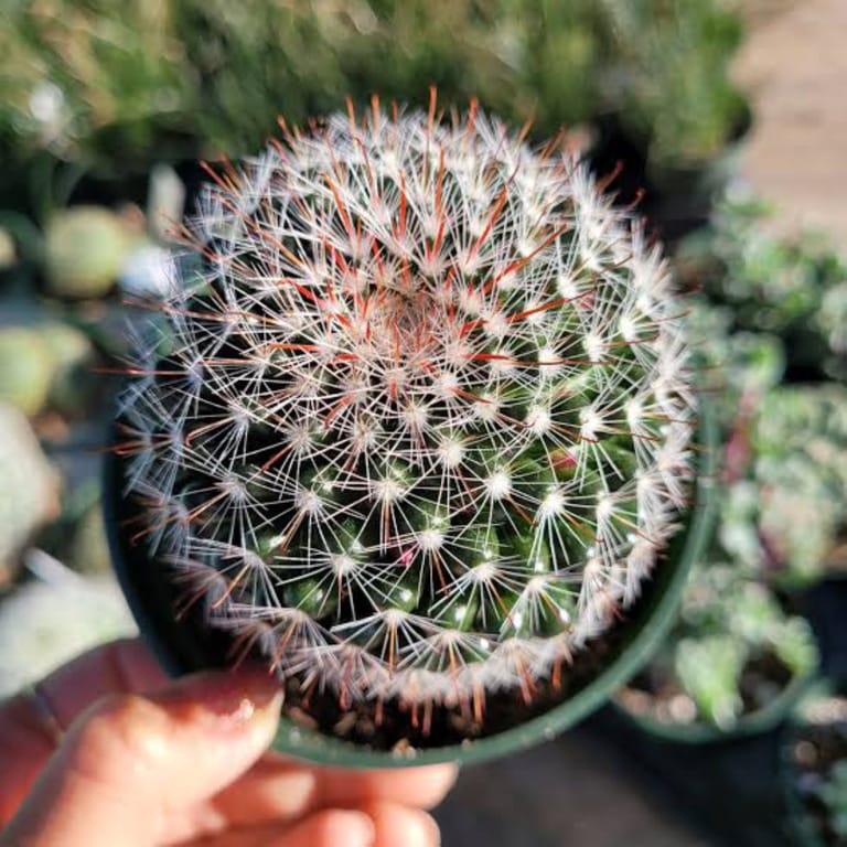 Spikey Puff Cactus - Image 2