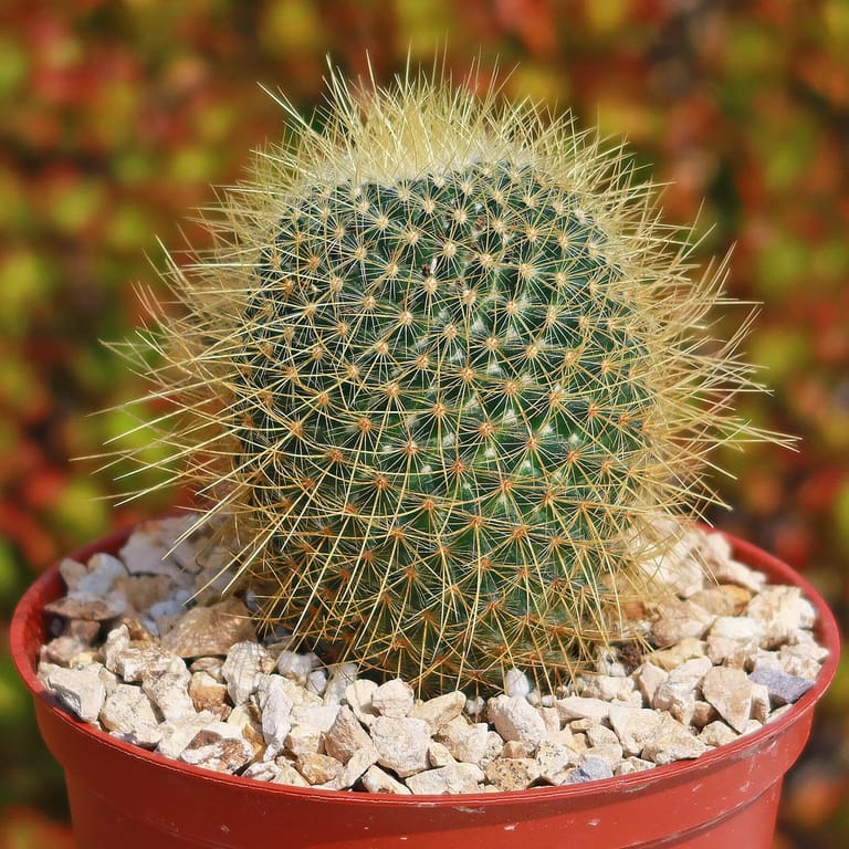 Spikey Puff Cactus - Image 3