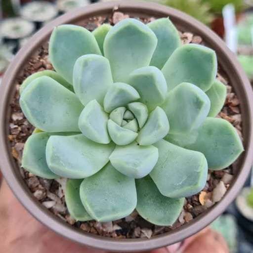 Desert Rose