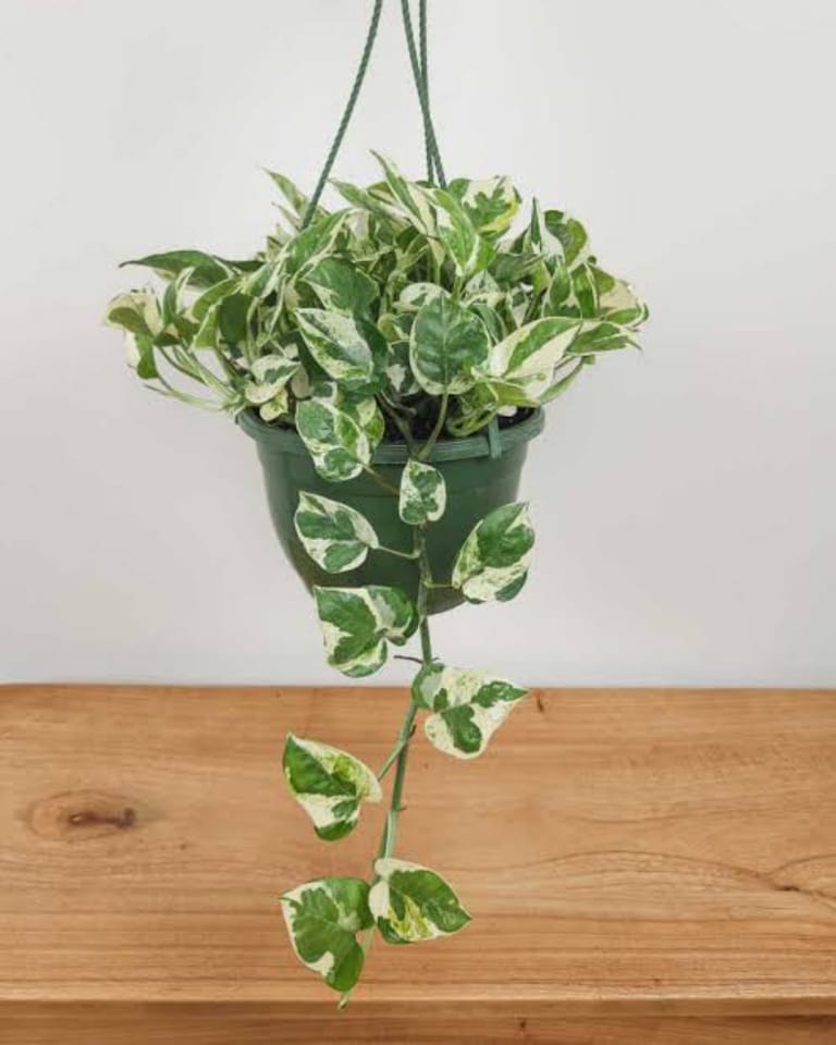 Enjoy Plant - Image 1