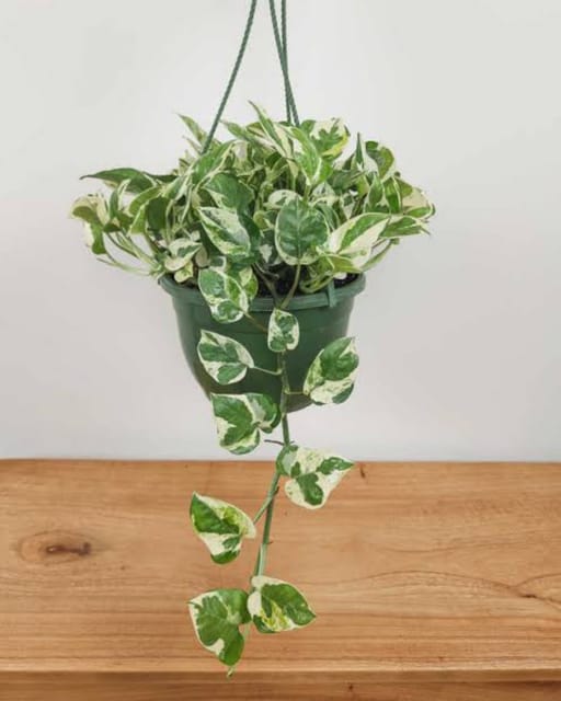 Enjoy Plant