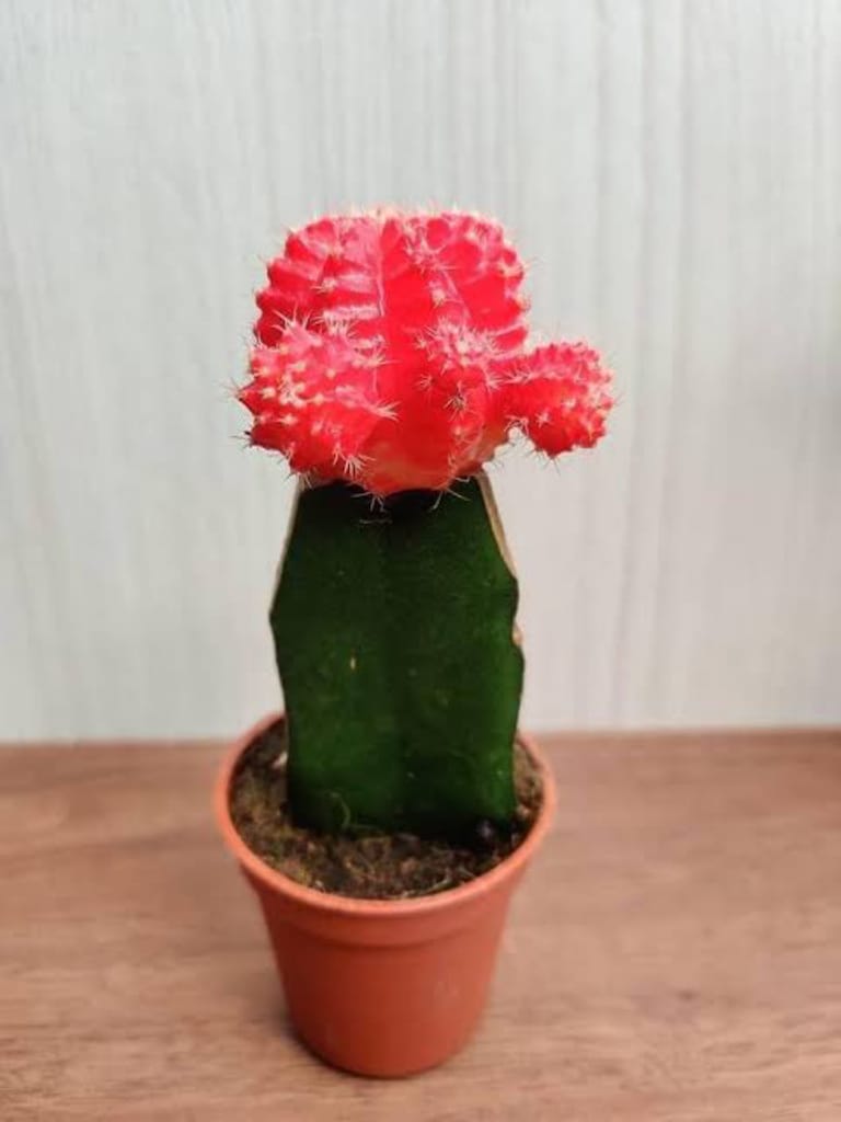 Lollipop Cactus - Image 4