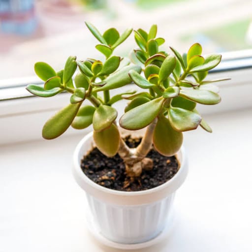 Lucky Leaf Plant