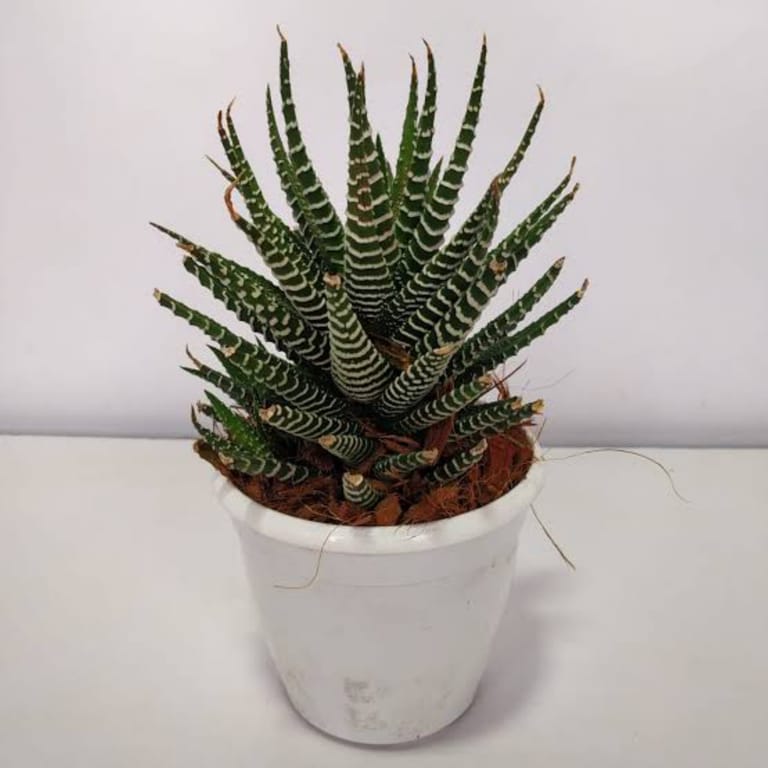 Stripey Plant - Image 2
