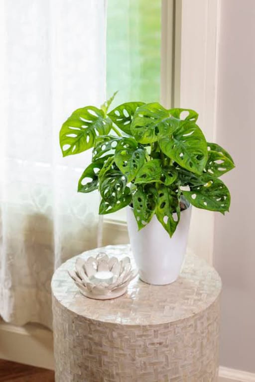 Miss You Plant