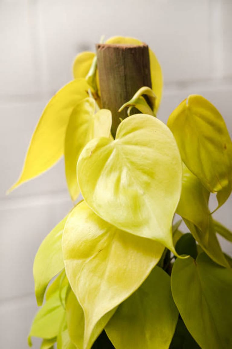 Love Plant - Image 1