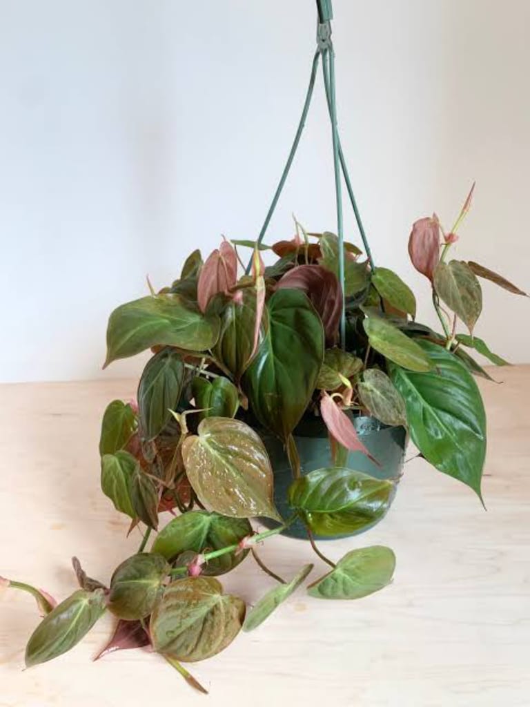 The Shining Plant - Image 2