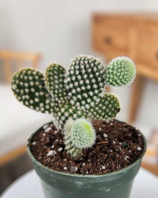 Dotty Cactus