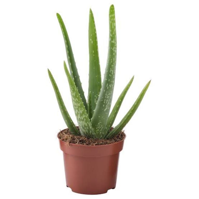 Aloe Vera - Image 1