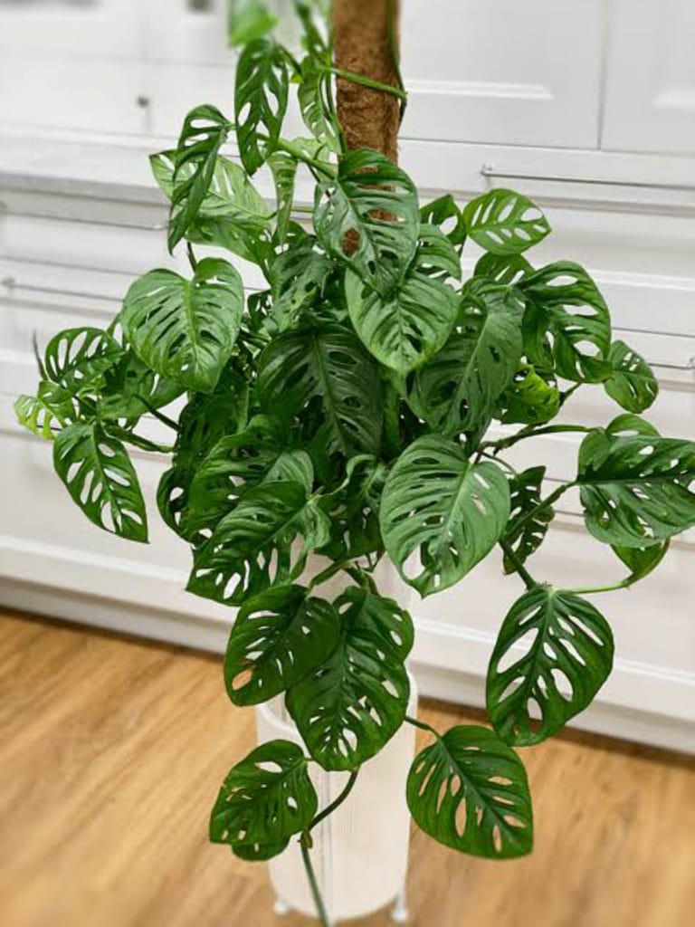 Miss You Plant - Image 3